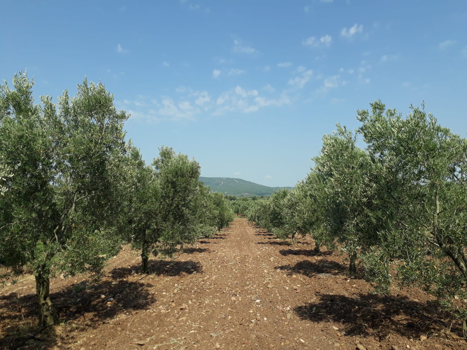 Our Olive Fields